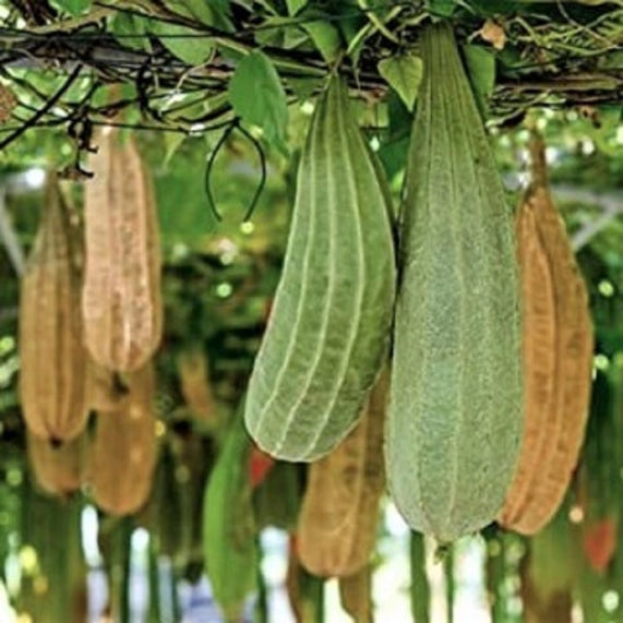 Esponja Corpo Loofah